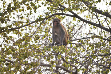Wild Monkey Sitting on Tree Branch in Natural Forest Habitat