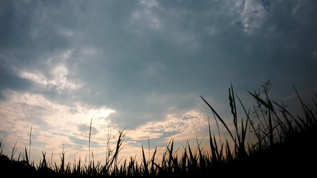 Sunset Over Silhouette of Rice Field