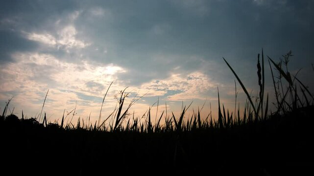 Sunset Over Silhouette of Rice Field