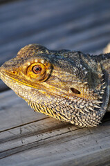 Portrait of a Bearded Dragon 