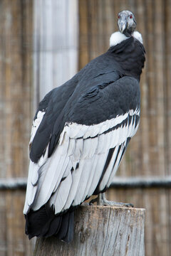 Andean condor perched on a wooden post, looking at camera.
