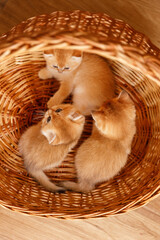 Three golden shaded chinchilla kittens playing in a woven basket. Two kittens are engaged in...