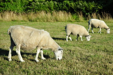 Fototapeta premium Three white woolly sheep grazing in a green farmland field