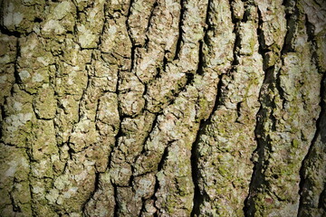 Close up detail of oak tree bark