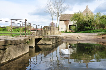 Naklejka premium Swan on a river with stone bridge and old house