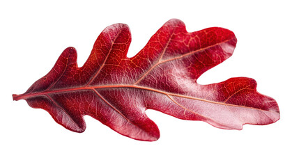 Fototapeta premium A red autumn oak leafTransparent background, PNG file, showcasing the beautiful autumn color and delicate structure of the leaf in clear focus.