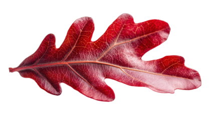 A red autumn oak leafTransparent background, PNG file, showcasing the beautiful autumn color and delicate structure of the leaf in clear focus.