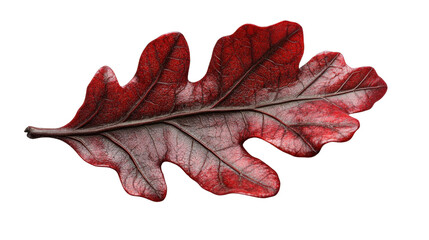 Fototapeta premium A red autumn oak leafTransparent background, PNG file, showcasing its vibrant color and intricate vein patterns. The focus should be on the details and texture of the leaf.