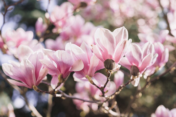 Magnolia blossoms in springtime.