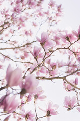 Magnolia tree in full bloom during spring. Bright background.