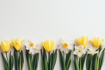 Obraz premium Cheerful Yellow Tulips and White Daffodils on a Clean White Background Capturing the Essence of Springtime Freshness and Floral Beauty in a Flat Lay Style