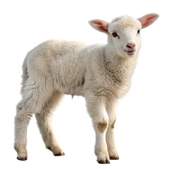 Fototapeta premium Adorable fluffy lamb young sheep spring farm animal isolated transparent background