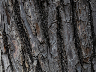 Embossed texture of tree bark. Tree trunk with natural bark patterns on the surface. Natural wood background. Closeup side view.