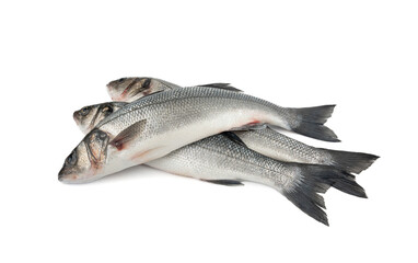 European seabass or Dicentrarchus labrax, whole raw labrax, branzino fish, European bass