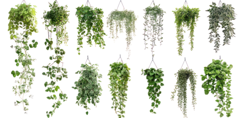 A vibrant collection of hanging plants showcasing various green foliage types in a well-lit indoor setting