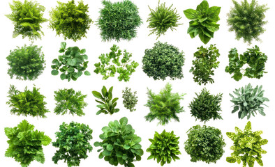 A vibrant collection of various green plants arranged artistically, showcasing their diverse shapes and textures