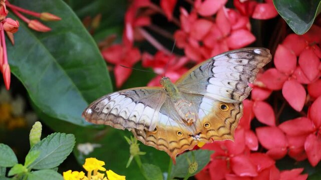Footage of a Fantastic Vindula Dejone Butterfly Sunbathing on Red Blooming Ixora
