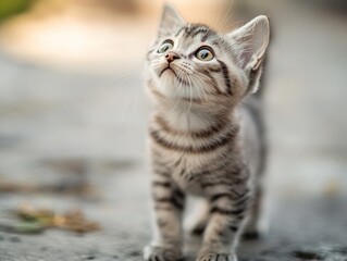 Naklejka premium A small silver kitten stands on the ground, looking up with bright eyes, displaying a curious expression in a serene outdoor environment