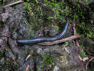 black millipede or centipede on mossy rock. invertebrate