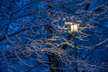 snow-covered branches surrounding warm street lamp.