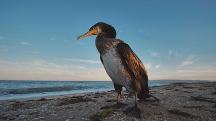 Cormorant perching on sandy crimean coastline, silhouetted against vibrant sunset over black sea...