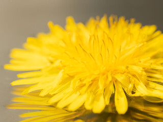 水に浮かべたタンポポのアップ04