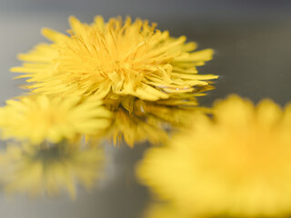 水に浮かべたタンポポのアップ13