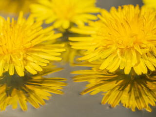 水に浮かべたタンポポのアップ21