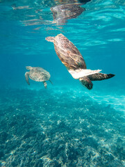 Meeresschildkr&ouml;te schwimmt nahe der Wasseroberfl&auml;che mit Lichtspiegelung