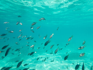 Fototapeta premium Exotische Fische zwischen Korallen