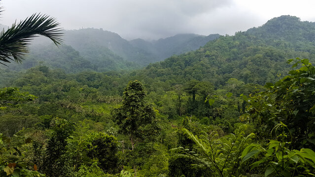 Scenic view of dense jungle trees in misty mountainous environment of Bougainville Island, Papua New Guinea