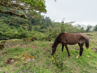 Immergrüne Bergweide mit grasendem Pferd