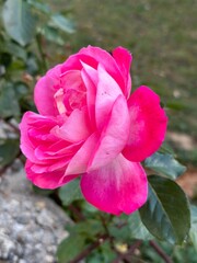 pink rose flower