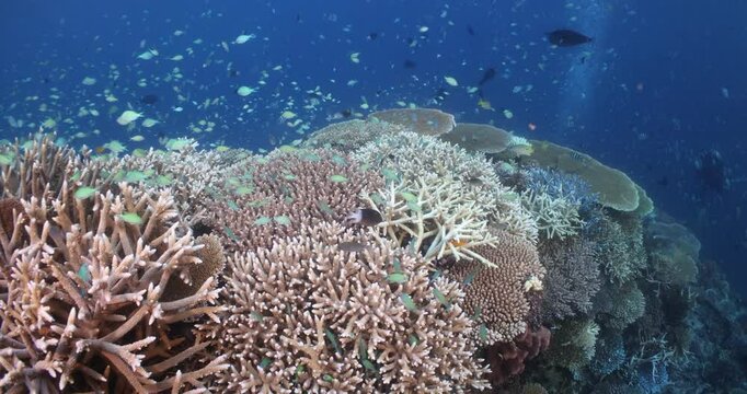 Coral Reef underwater corals tropical beautiful great barrier reef australia diving 