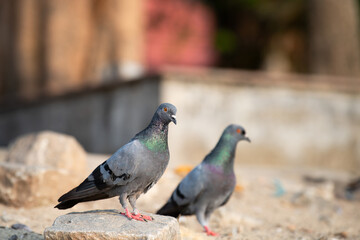 Rock Pigeon sitting on a stone, wildlife bird in nature, rock dove or Columba livia, widespread common animal in India
