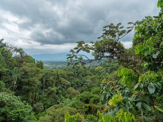 Blick aus Baumhöhe über einen vitalen tropischen Urwald