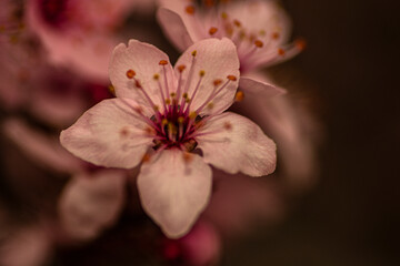 pink and white flower