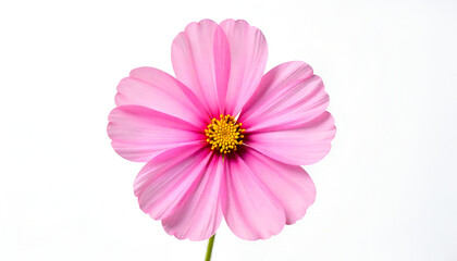 pink cosmos flower isolated on white background