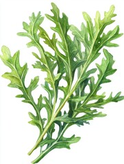 Fototapeta premium Fresh arugula watercolor painting on white background capturing vibrant green hues and delicate leaf details in a botanical illustration style