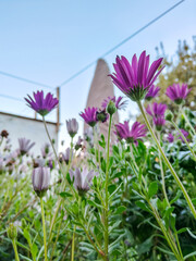 Purple flowers blooming under a clear blue sky, with a building and greenery in the background. Vibrant purple flowers blooming in a lush garden under the bright sky. Purple daisy flowers in a garden.