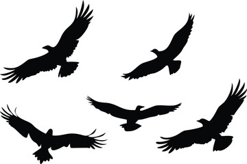 Fototapeta premium Five Eagle Silhouettes Soaring with Transparent Background, Wing Details, Flying Pattern
