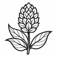 amaranth flower  line art  on white background