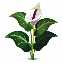 Arum flower isolated on white background