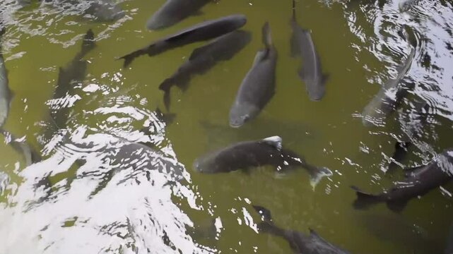 Tambaqui fish in the pond. Black pacu. Colossoma macropomum