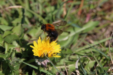 Bee liftoff from a dandelion