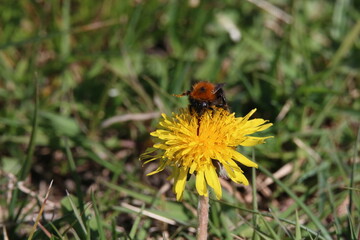 Bee portrait eating from dandelion
