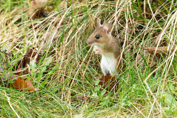 Gelbhalsmaus (Apodemus flavicollis) auf einer Wiese	