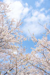 桜　ソメイヨシノ　青空のイメージ