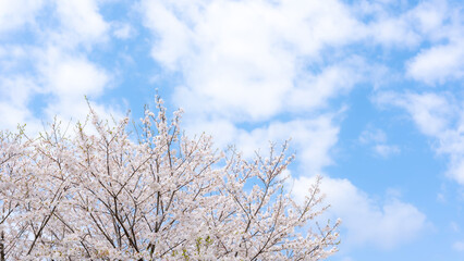 桜　ソメイヨシノ　青空のイメージ