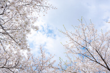 桜　ソメイヨシノ　青空のイメージ